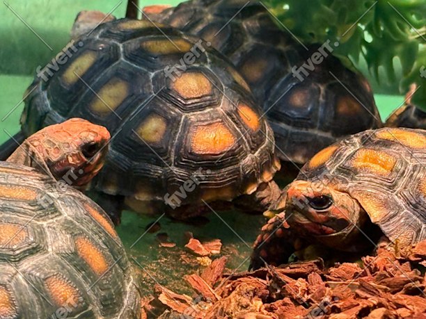 Imagem de amostra