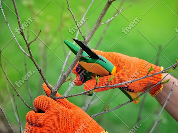 Imagem de amostra