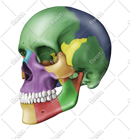 Imagen de muestra de trabajo