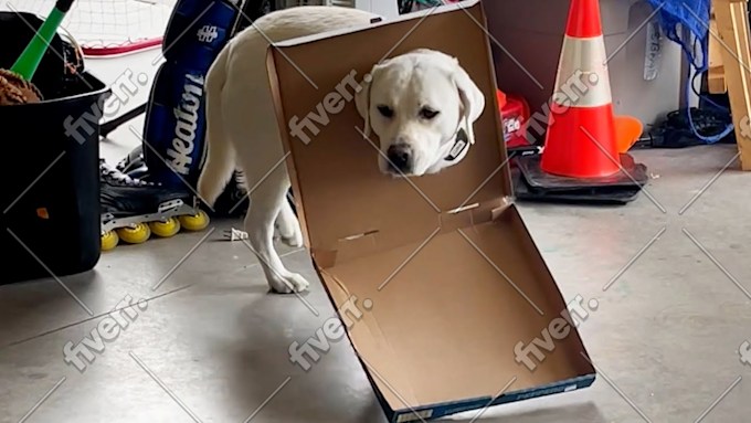 Immagine del campione di lavoro