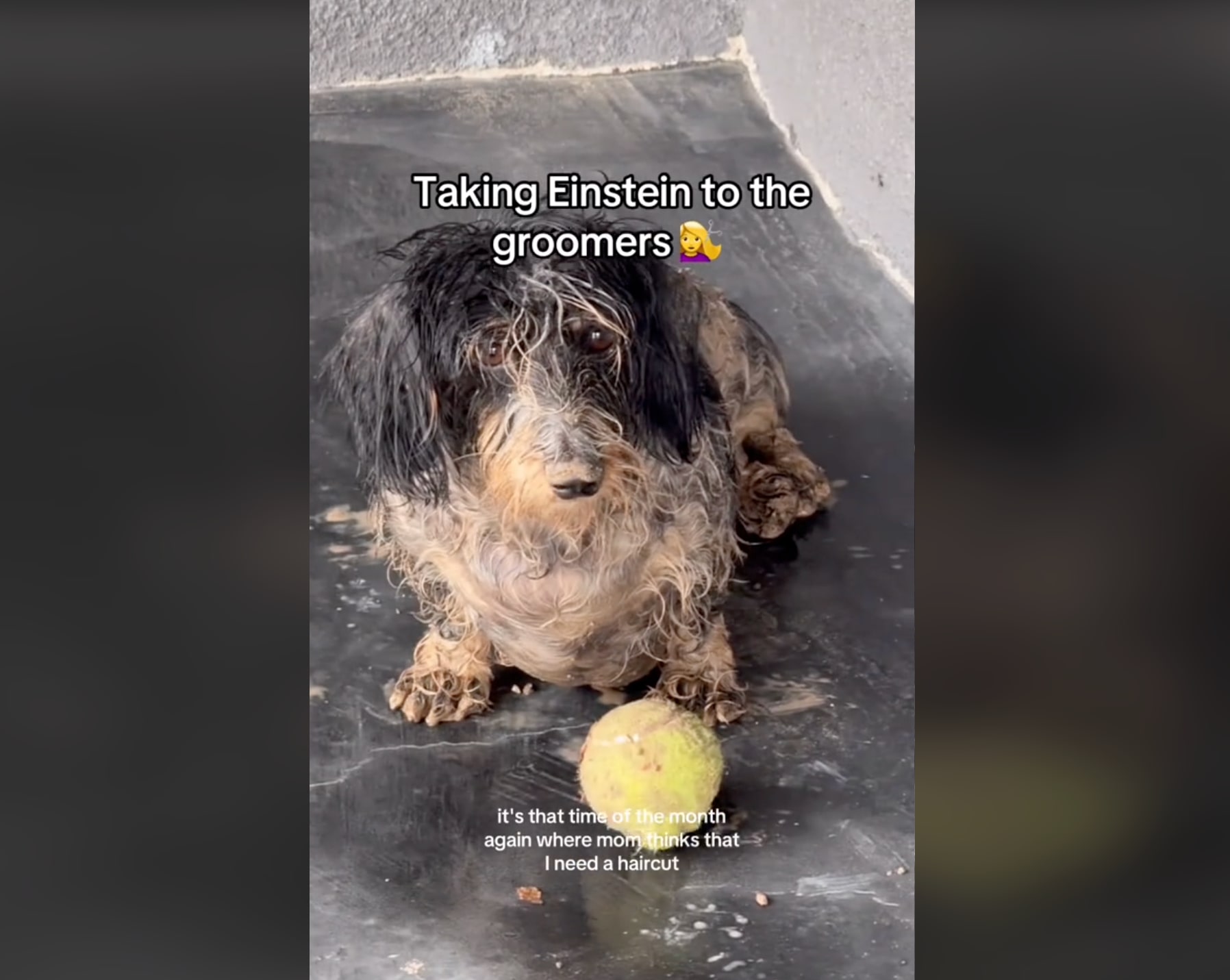 Pet creator yunabugs sharing her experience with PetSmart groomers
