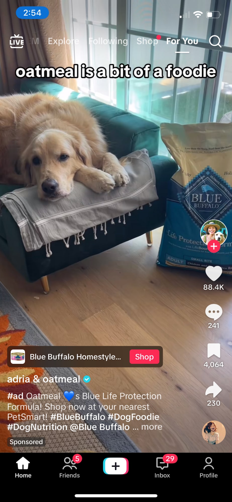 Golden Retriever on a sofa next to Blue Buffalo