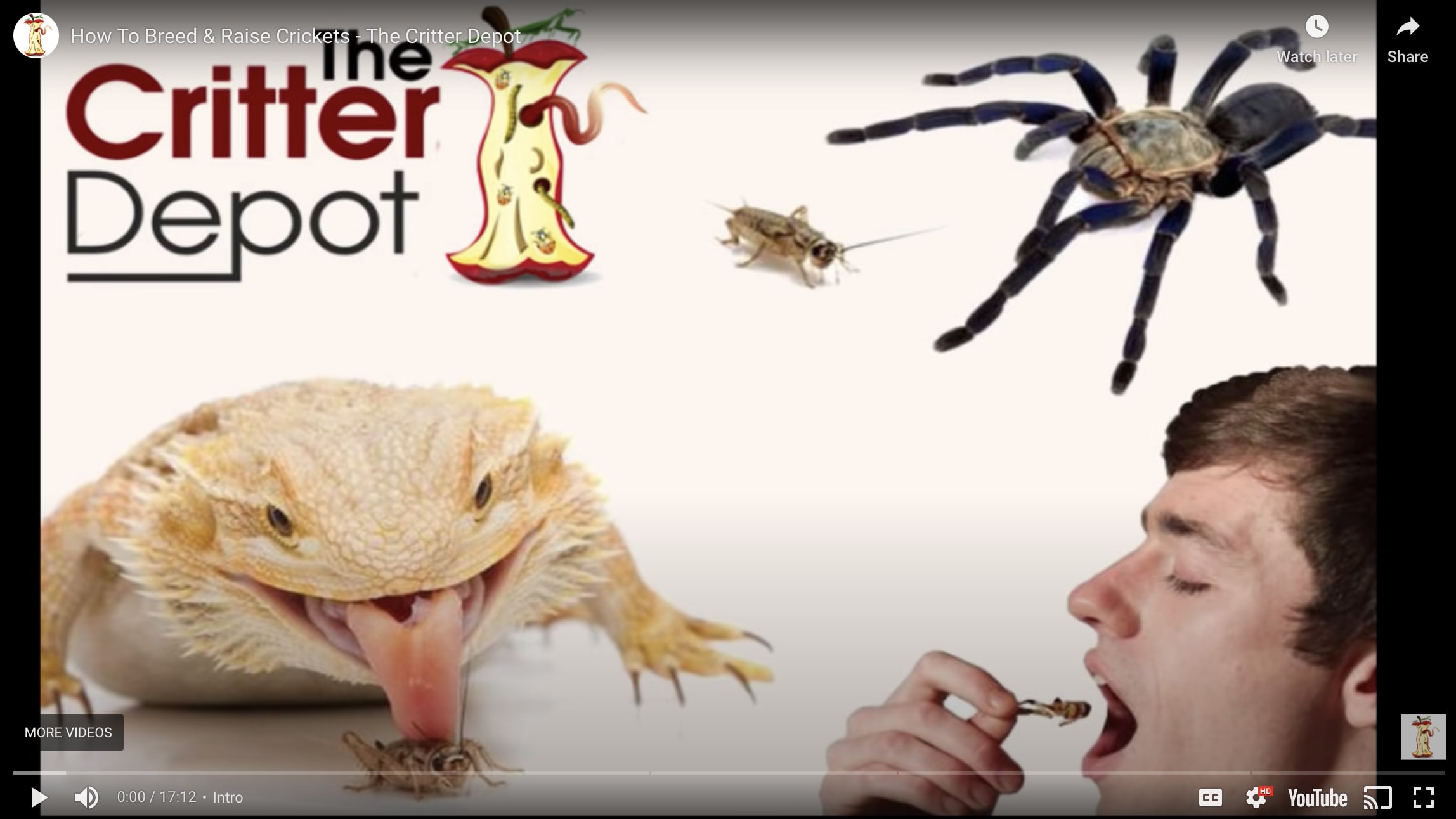 Screenshot of The Critter Depot’s YouTube video on breeding crickets