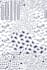 design seamless pattern textile prints pattern design