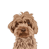 do custom pet portrait illustration in 6 hours