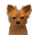 do custom pet portrait illustration in 6 hours