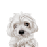 do custom pet portrait illustration in 6 hours