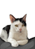 do custom pet portrait illustration in 6 hours