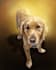 make pet painting using photo