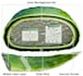 design scientific illustration , scientific figure , graphical abstract , toc