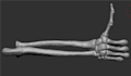 model an animal or human skull, bones, etc