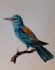 paint your pets, birds, plants and illustrations