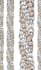 create seamless patterns of floral textil designs