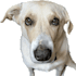remove background from a GIF