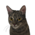 do custom pet portrait illustration in 6 hours
