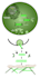 prepare scientific illustration and medical figures