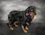 make pet painting using photo