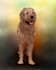 make pet painting using photo
