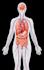 create medical anatomy videos with voiceover