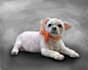 make pet painting using photo