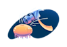 create digital illustrations for screen or print media