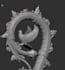 sculpt or model anything in zbrush