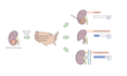 draw detailed medical illustrations