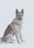 realistic hand drawn pet portraits with video