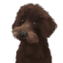 do custom pet portrait illustration in 6 hours
