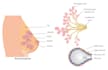 prepare scientific illustration and medical figures