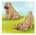 illustrate children or adult book