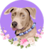 make vector illustration dog cat animal pet cartoon portrait