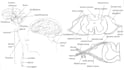 create colourful mind or concept map within one day