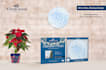 do product packaging and mockups design