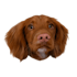 create custom pet portraits of cats, dogs, and animals