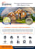 design flyer, brochure, poster and postcard in 5 hours