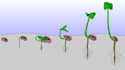 draw illustration for figures in biology books