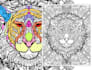 design your zen coloring pages