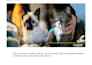 write veterinary, pet and animals related blog and articles