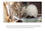 write veterinary, pet and animals related blog and articles