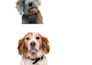 amazing vector pet for you pet lovers