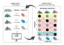generate medical or biological scientific illustrations and graphical abstracts