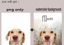 draw your pet into vector and watercolor illustration