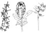 draw botanical illustration flat sketch line art or doodle illustrations
