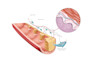create surgical and anatomical art for medical professionals