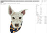 do a embroidery live image digitizing  with in 2 to 4 hours