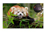 create animals wallpaper, posters, and prints