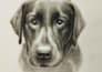 make a custom hand drawn portrait you will cherish forever