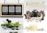 design a professional and modern catalog and brochure for your brand