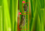 develop ai models for object detection, segmentation
